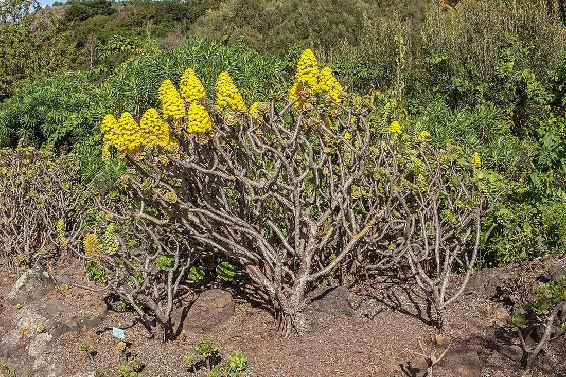 Aeonium arboreum (Aeonium, árbol de San Francisco, pastel de obispo)