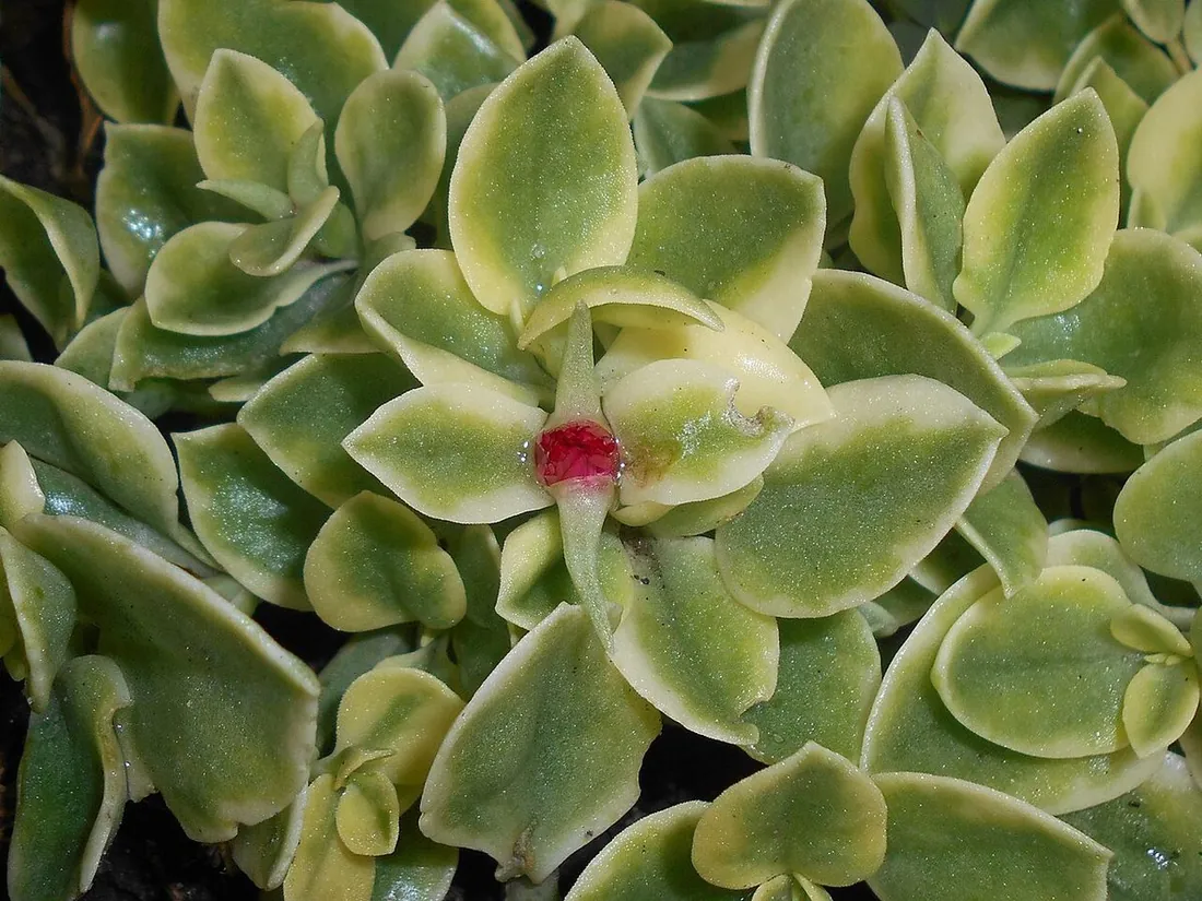 Aptenia cordifolia f. variegata (Rocío variegado, escarchada variegada)
