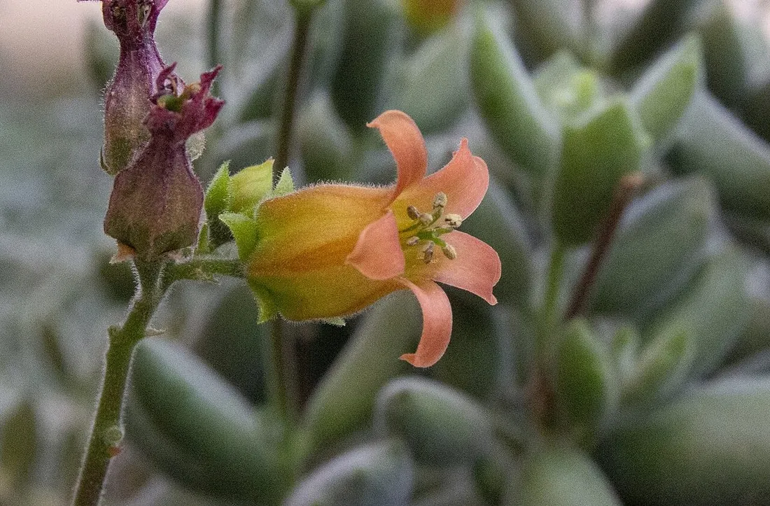 Cotyledon tomentosa (Dedos de oso, patas de oso)