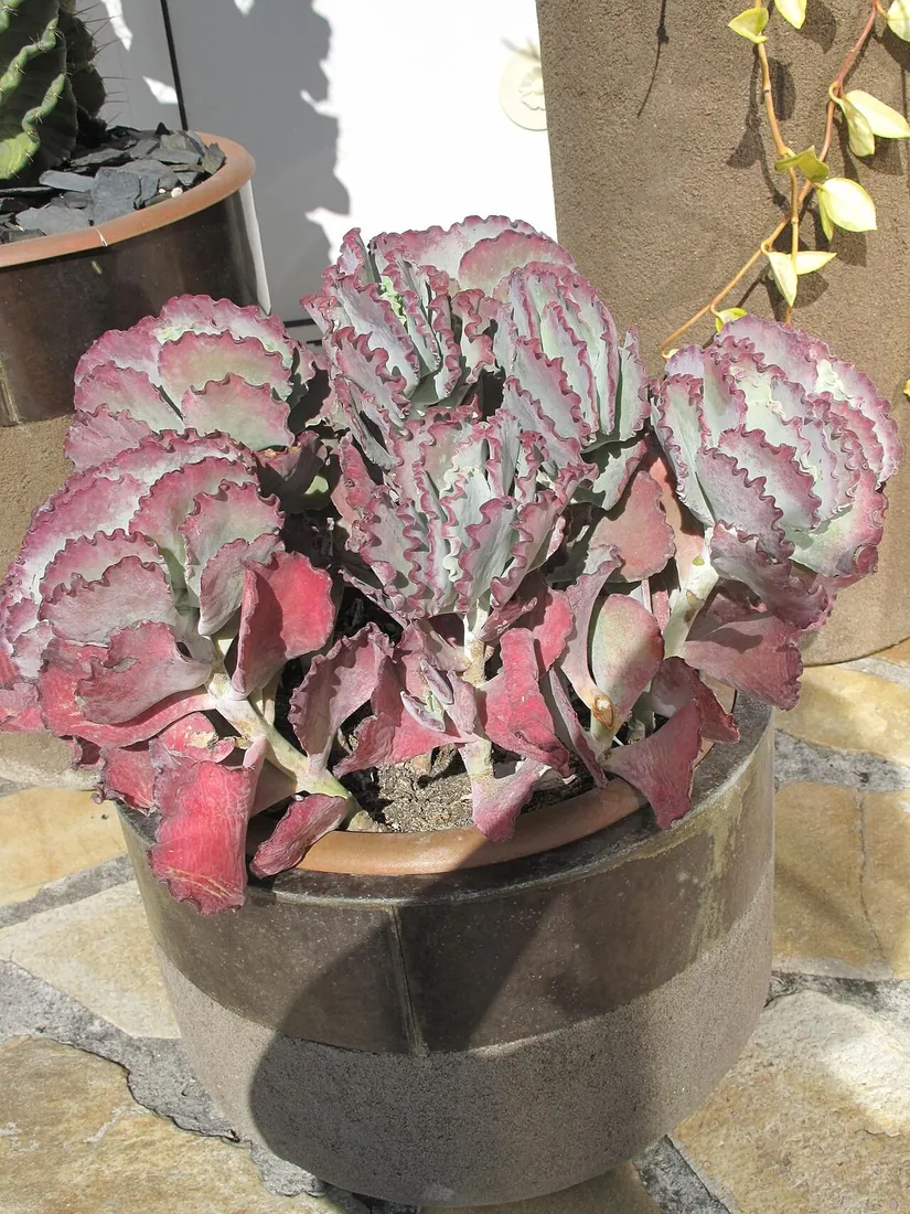 Cotyledon orbiculata var. undulata (Concha de mar, orejas de sirena)