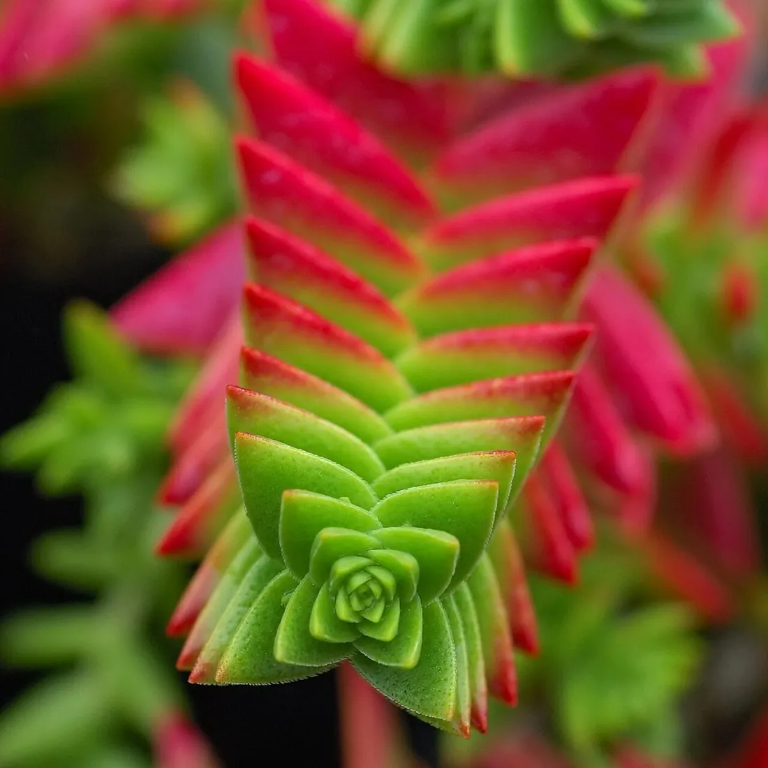 Crassula capitella 'Campfire' (Campfire, hoguera)