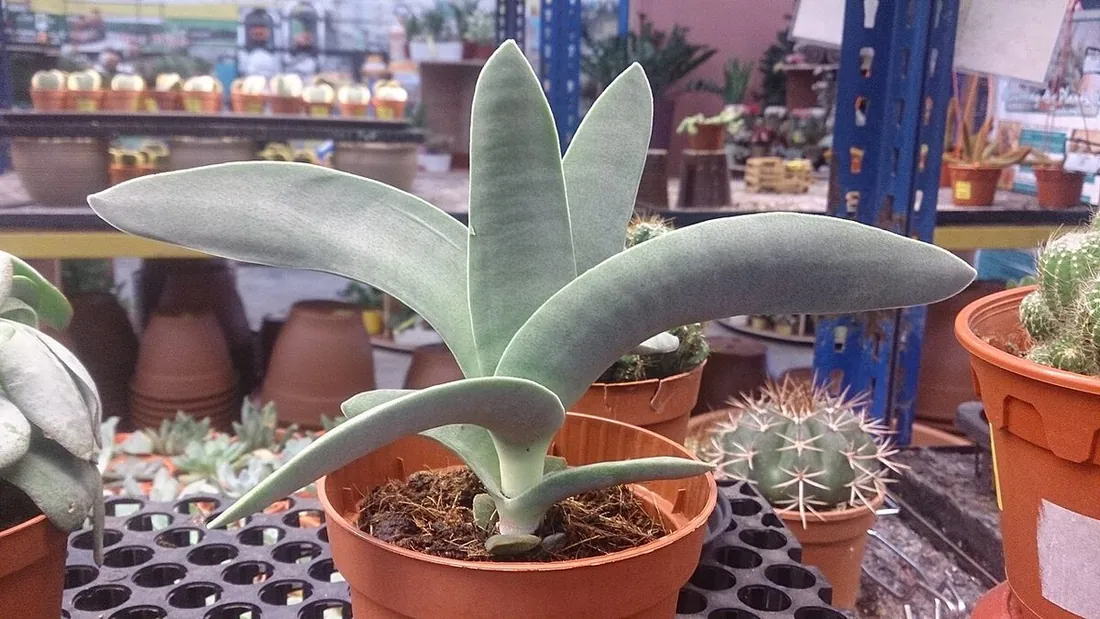 Crassula perfoliata var. falcata (Crásula hélice, planta hélice)