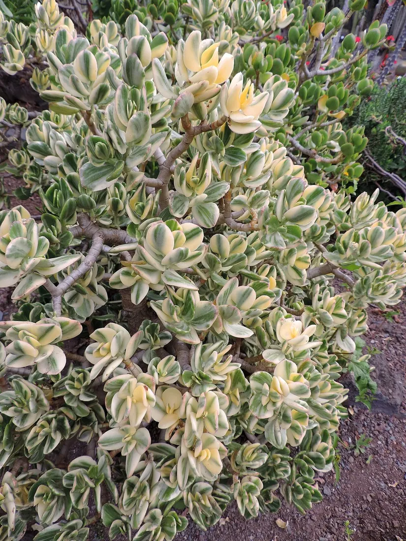 Crassula ovata f. variegata (Árbol de jade variegado)