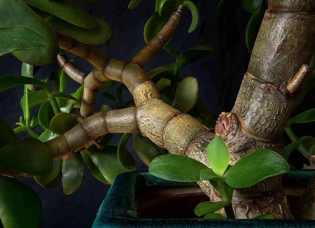 Crassula ovata (Árbol de jade)