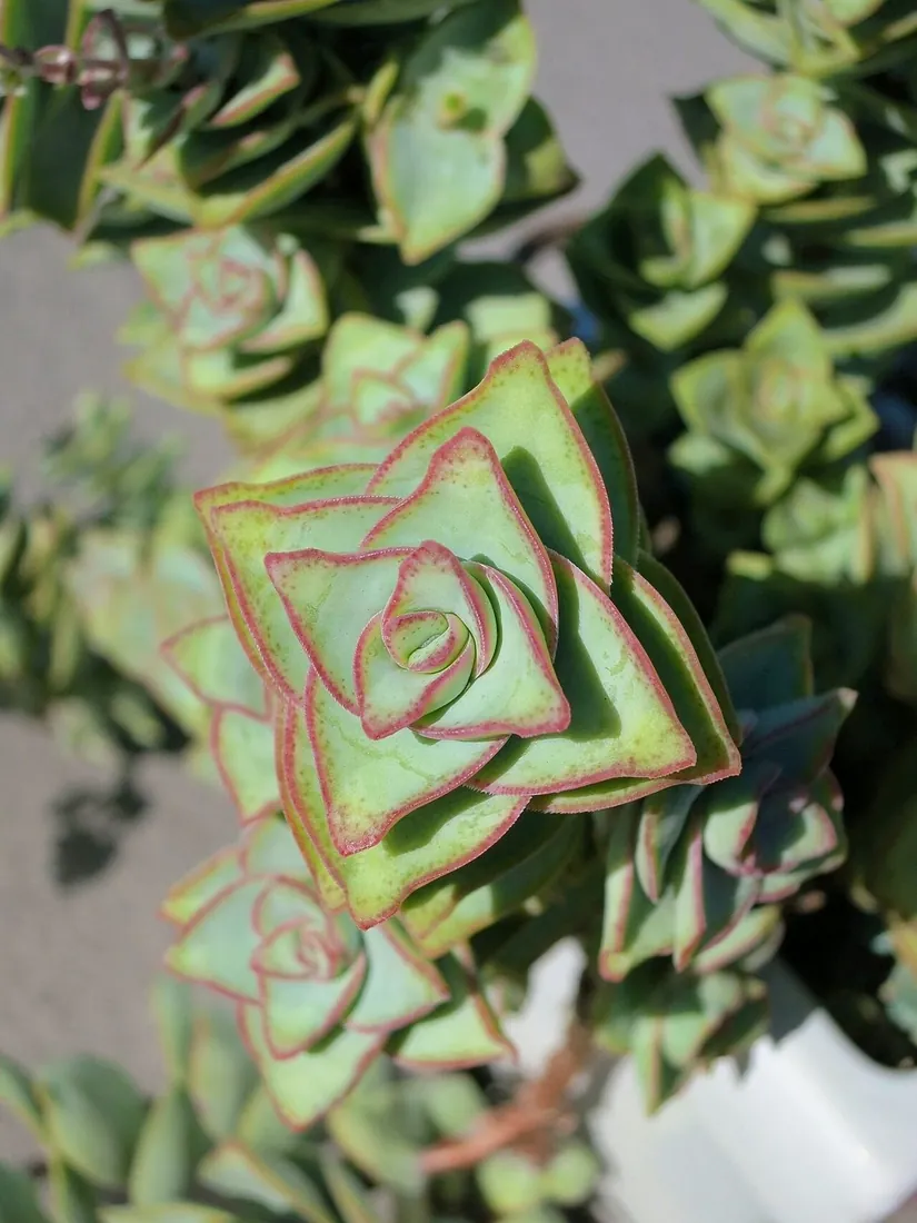 Crassula perforata f. variegata (Collar de monedas variegado, escalera de Jacob)