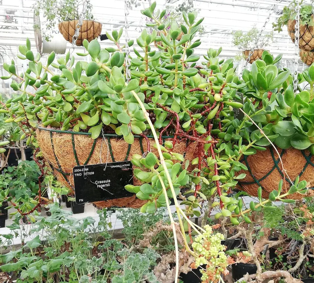 Crassula rogersii (Crassula rogersii)