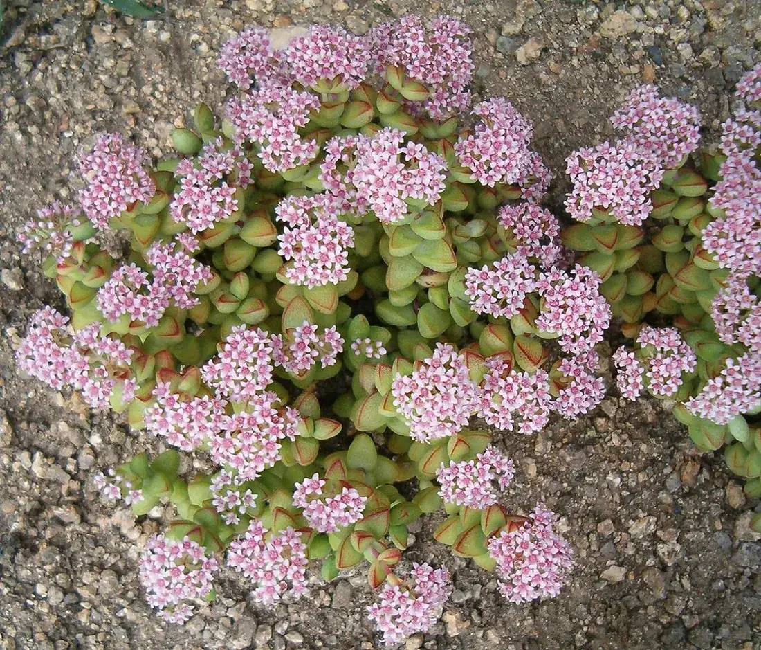 Crassula rupestris (Rosario, collar de sapo)