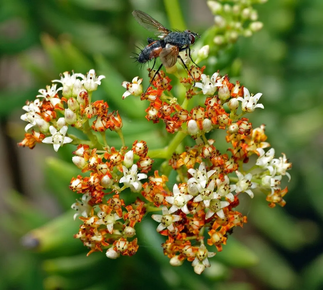Crassula tetragona (Pino miniatura)
