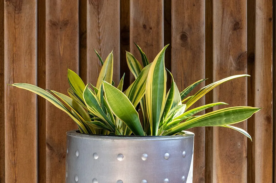 Dracaena trifasciata (Sansevieria trifasciata) (Lengua de suegra, sansevieria, espada de San Jorge)