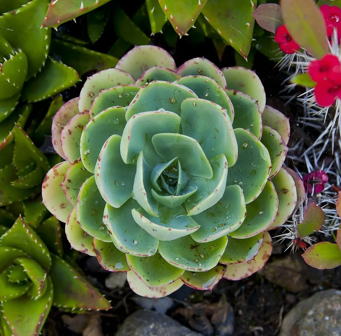 Echeveria elegans (Rosa de alabastro, gallinita)