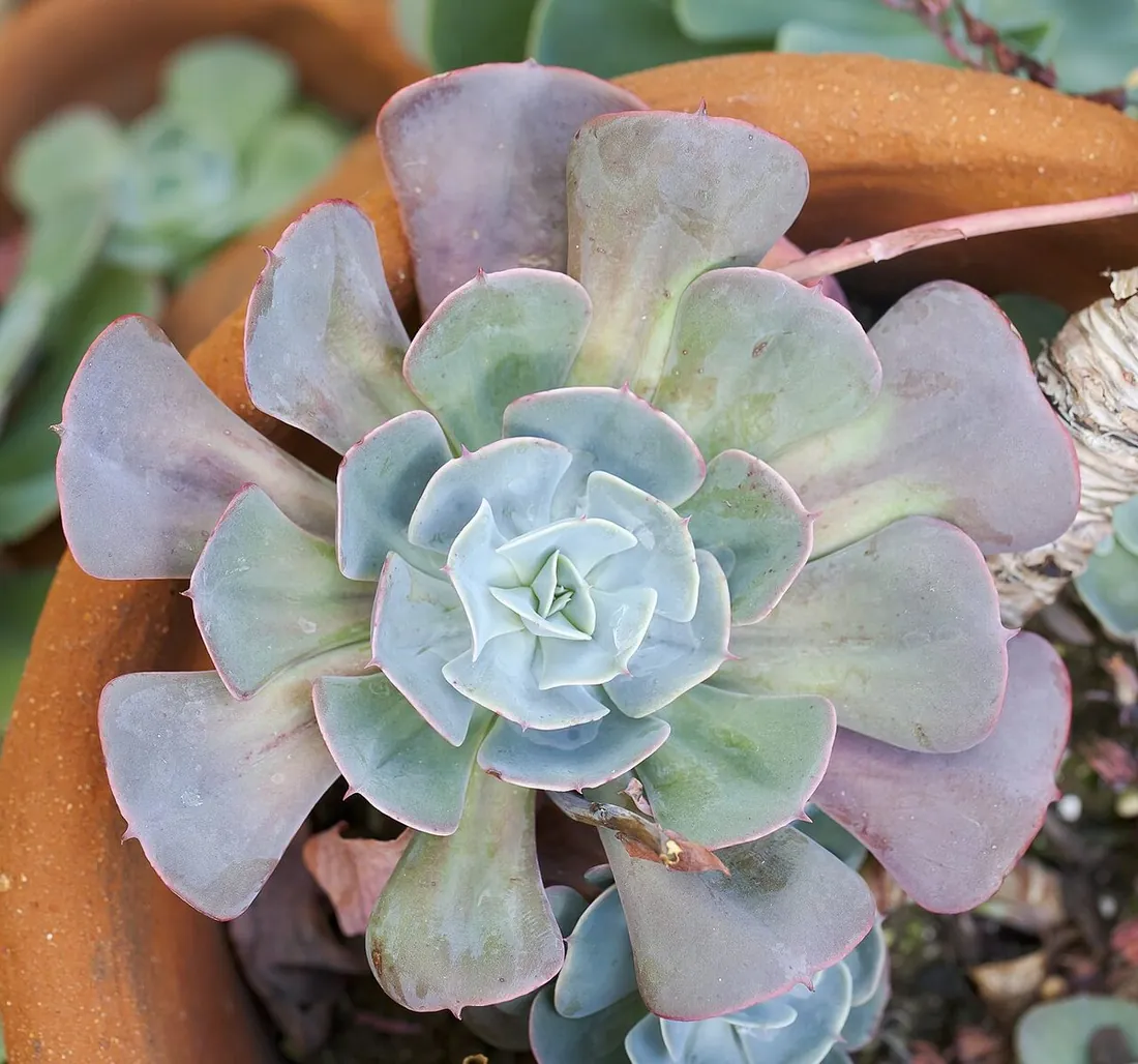 Echeveria lilacina (Echeveria fantasma, echeveria lila)