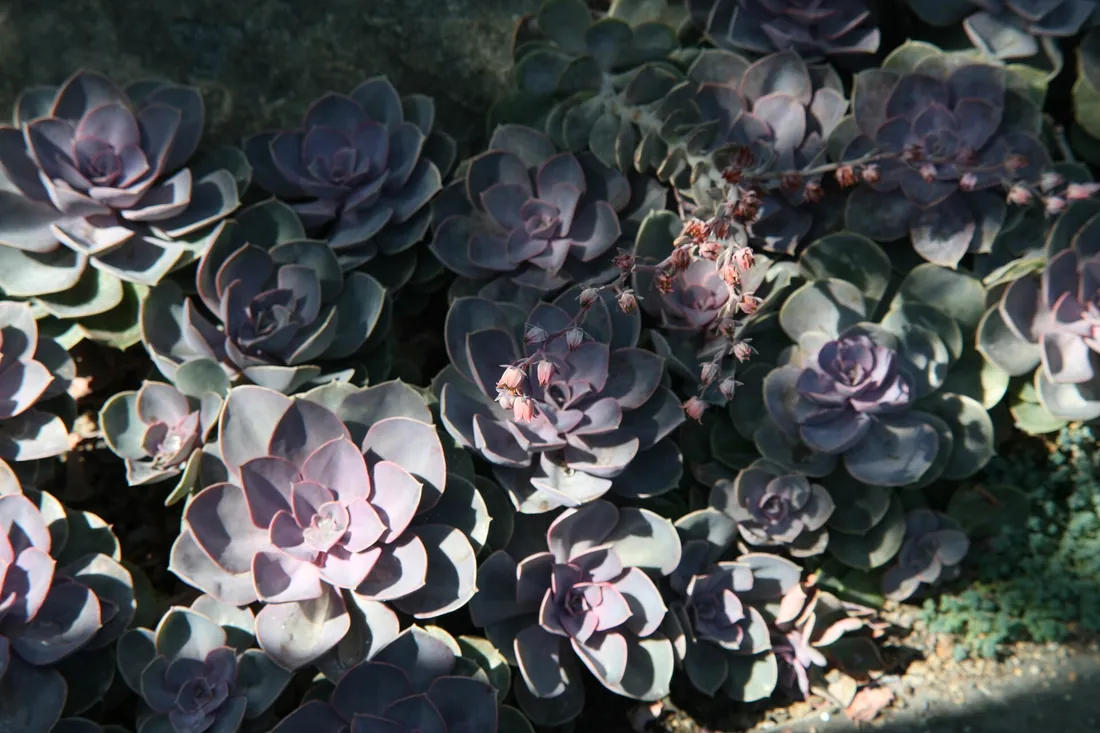 Echeveria 'Perle von Nürnberg' (Perla de Núremberg)