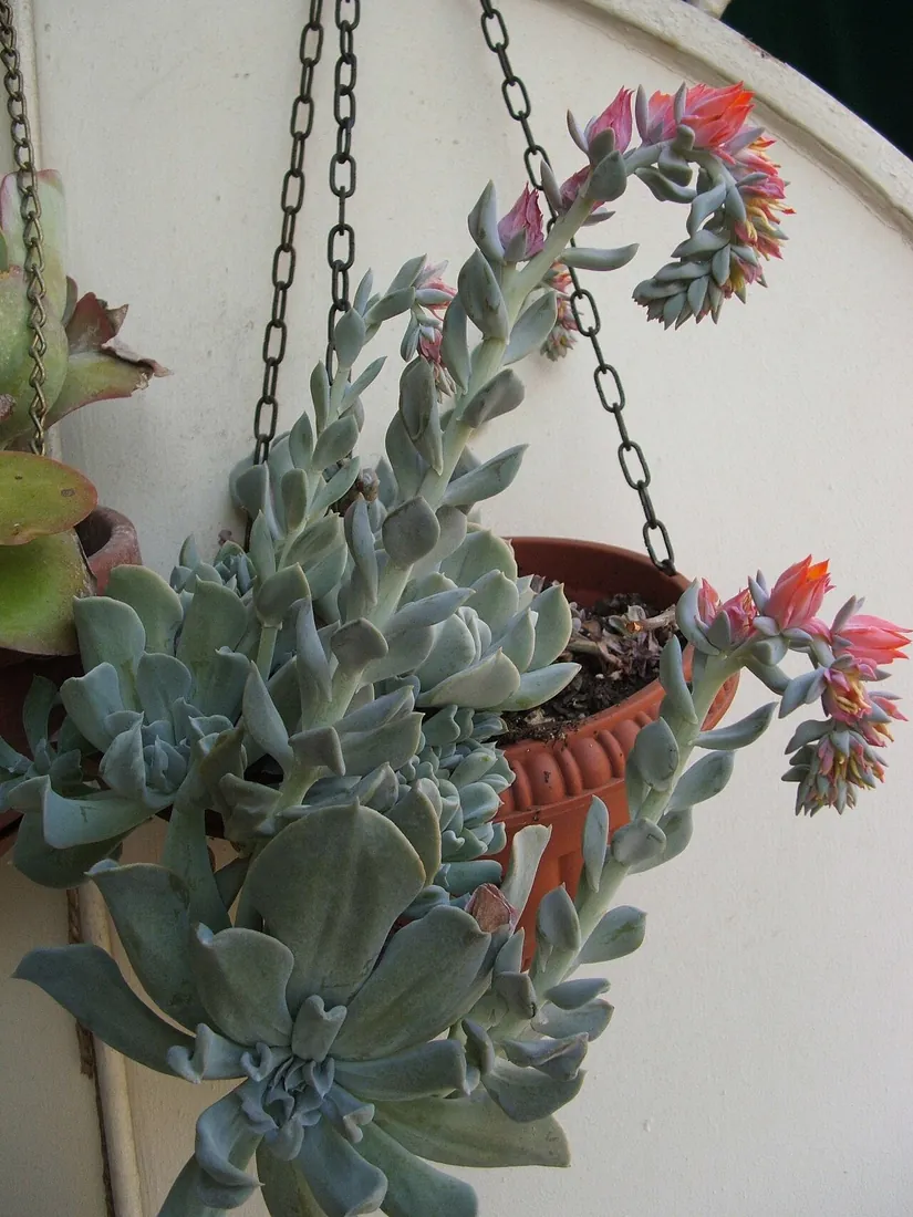 Echeveria runyonii 'Topsy Turvy' (Echeveria Topsy Turvy)