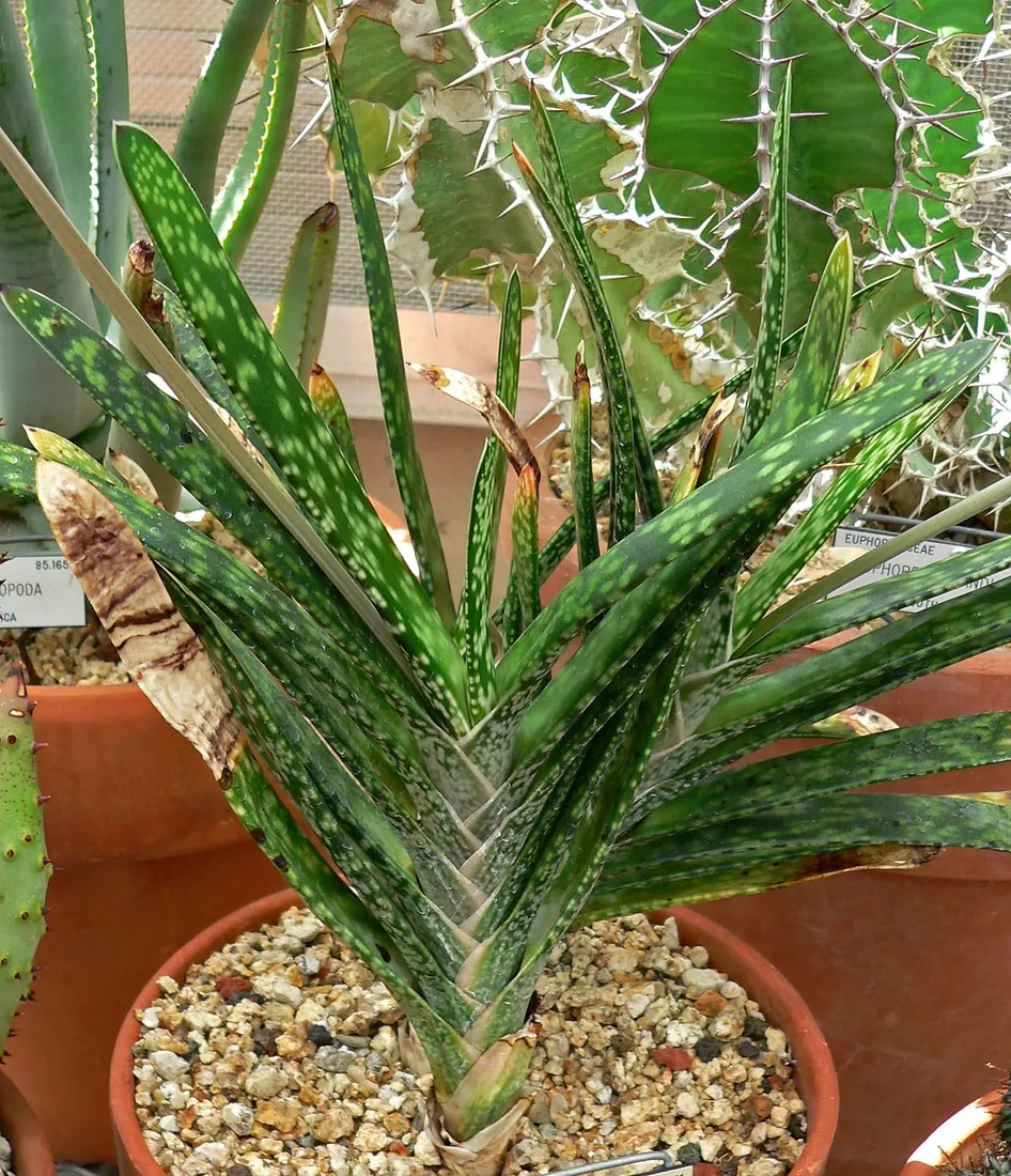 Gasteria bicolor (Lengua de vaca, teta de vaca)