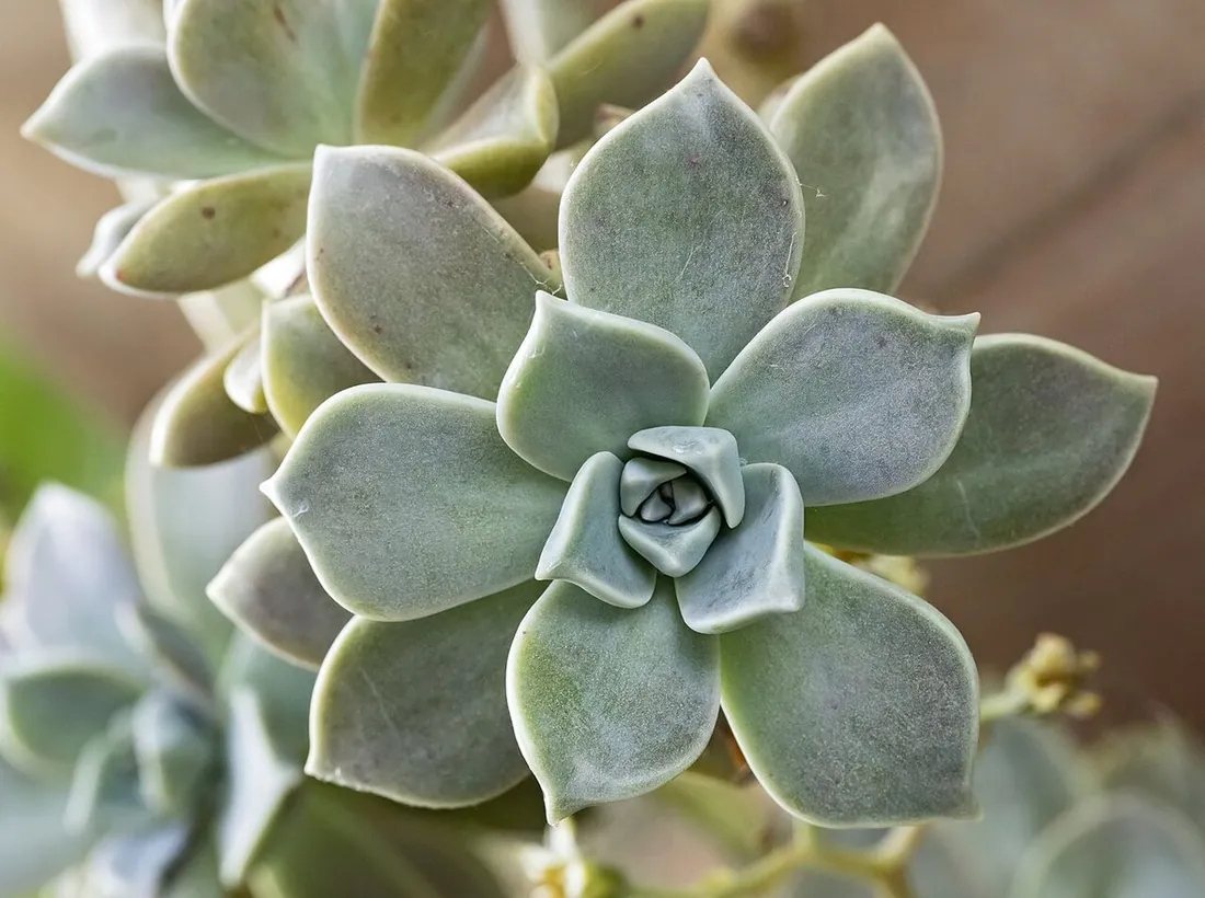 Graptopetalum paraguayense (Planta fantasma, madreperla)
