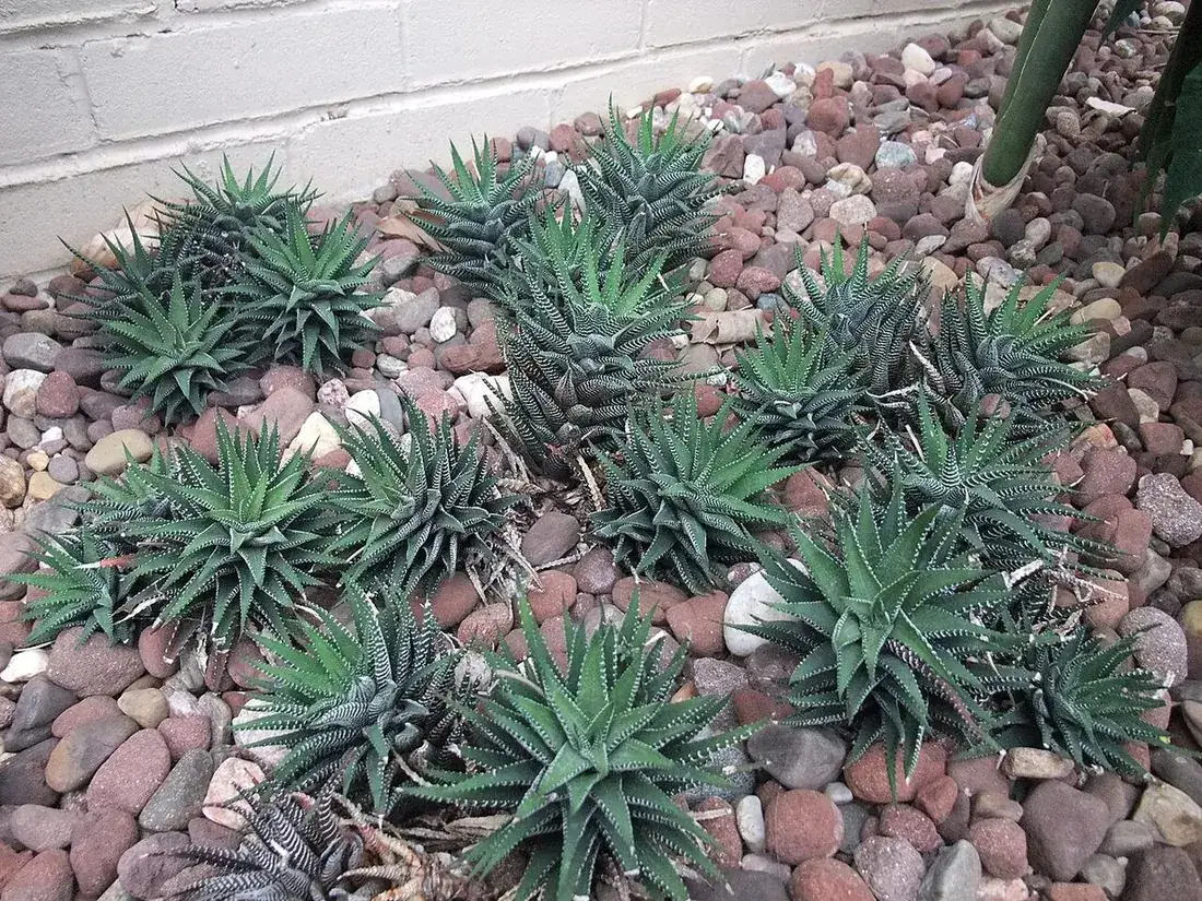 Haworthiopsis attenuata (Planta cebra, haworthia cebra)