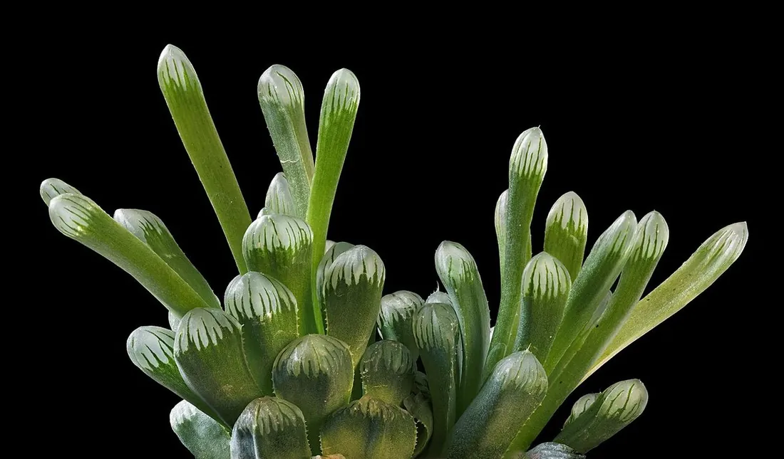 Haworthia cooperi (Haworthia de cristal, haworthia de burbujas)