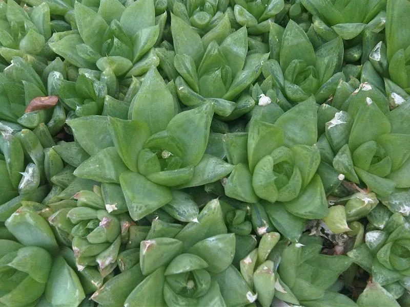 Haworthia cymbiformis var. cuspidata (Haworthia cuspidata, planta estrella)
