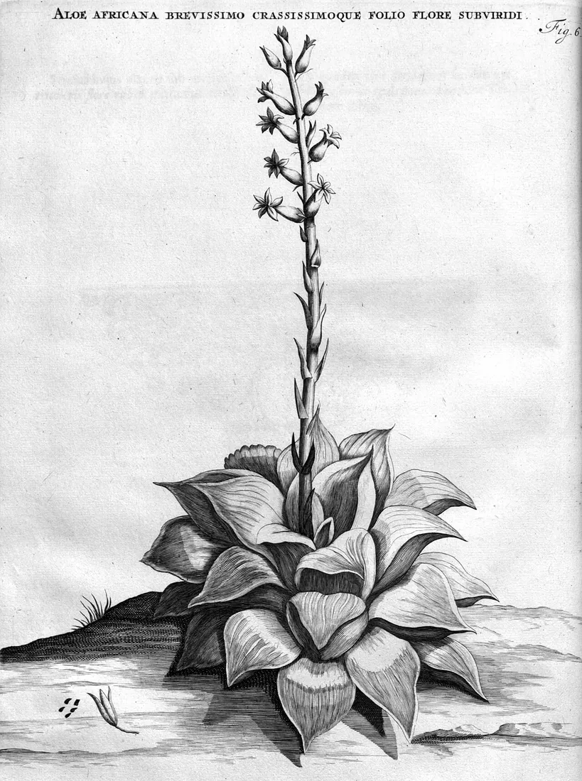 Haworthia retusa (Haworthia ventana)