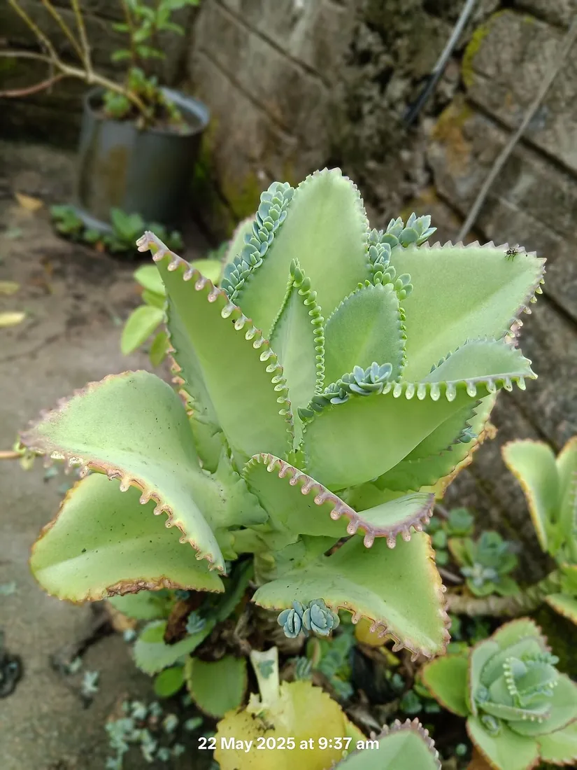 Kalanchoe daigremontiana (Madre de miles, espinazo del diablo, aranto)