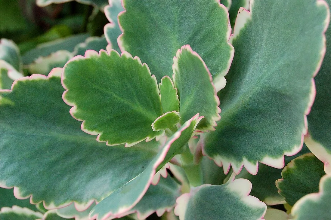 Kalanchoe fedtschenkoi f. variegata (Kalanchoe Aurora, hojas festoneadas variegadas)