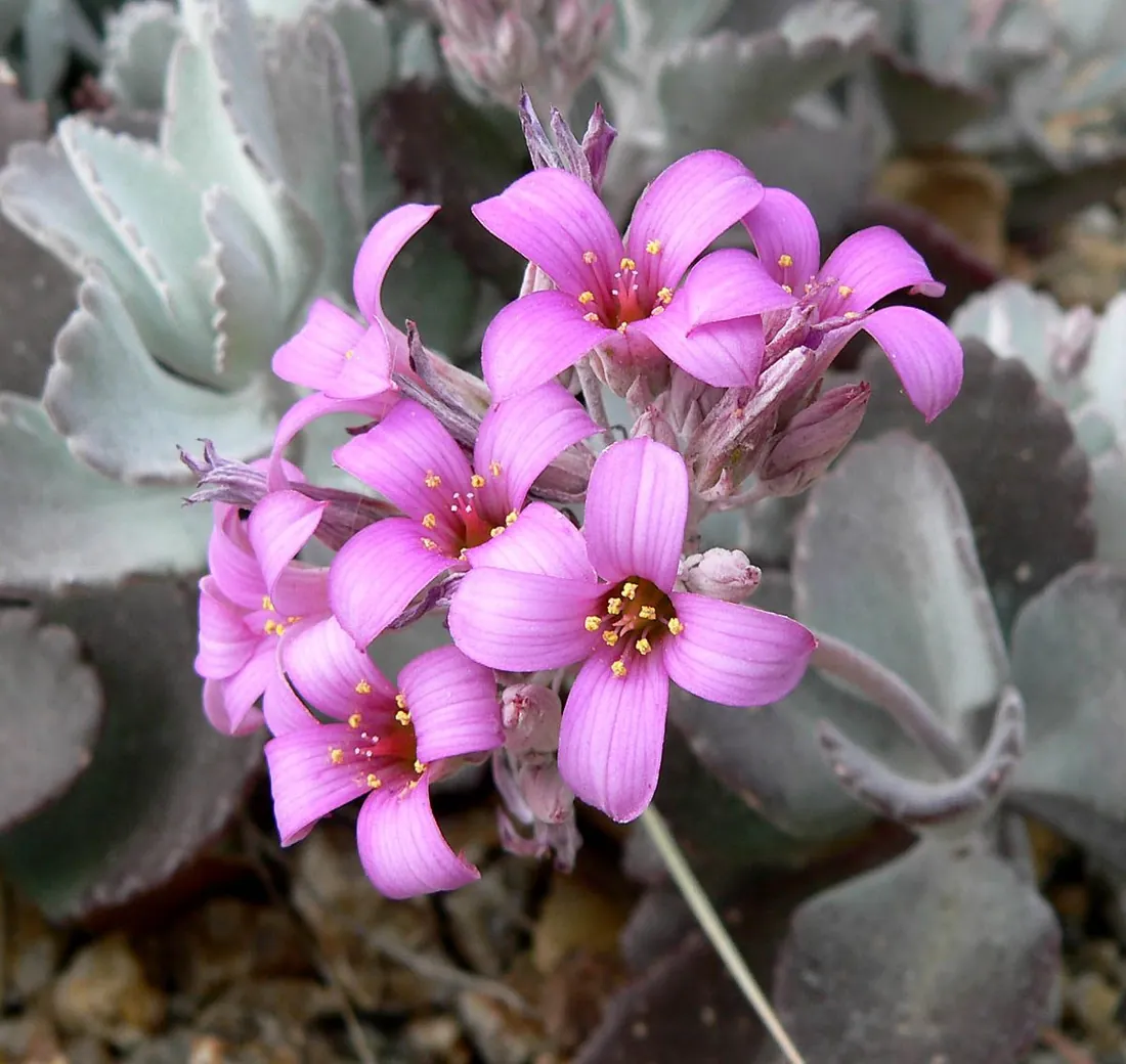 Kalanchoe pumila (Kalanchoe enana, kalanchoe harinosa)