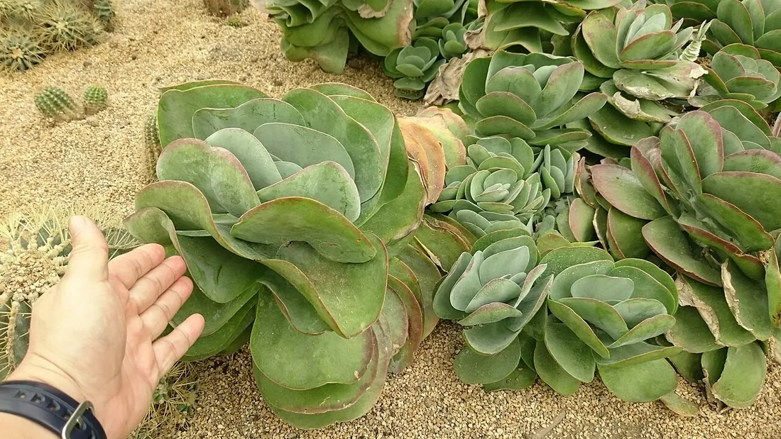 Kalanchoe luciae (Planta de las paletas)