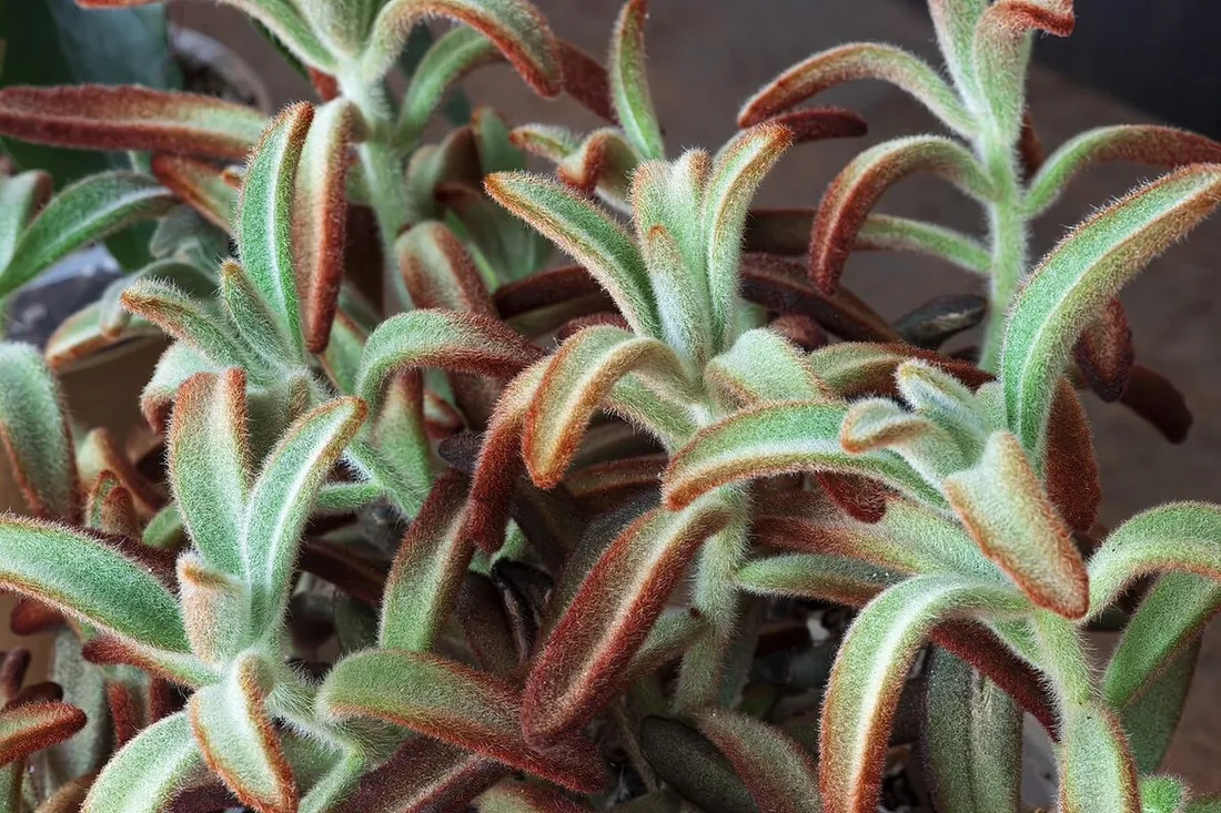 Kalanchoe tomentosa (Orejas de gato, planta panda)