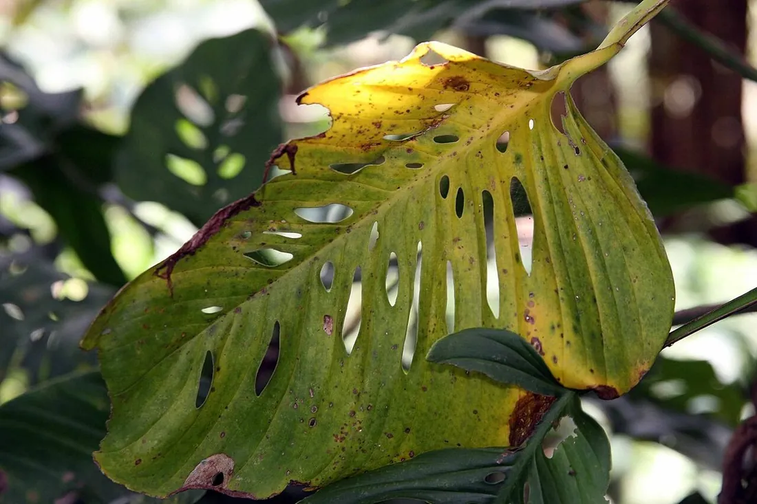 Monstera adansonii (Monstera adansonii, planta esqueleto, monstera obliqua (mal llamada))
