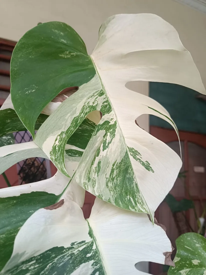 Monstera deliciosa var. variegata (Monstera variegada)
