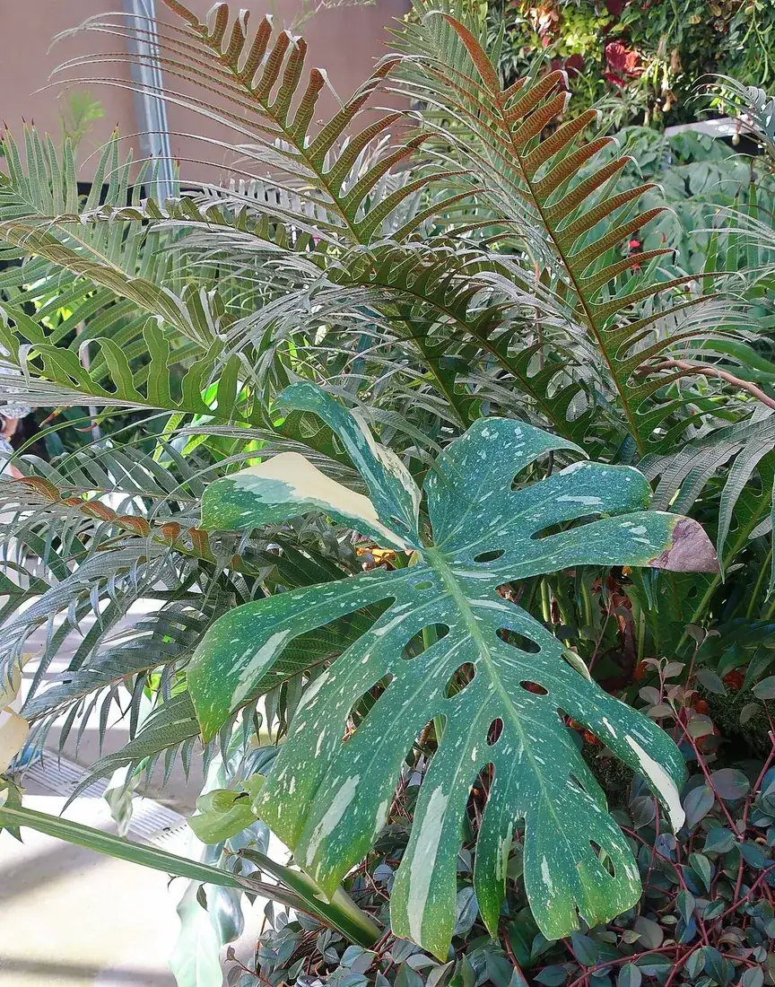 Monstera deliciosa 'Thai Constellation' (Monstera Thai Constellation)