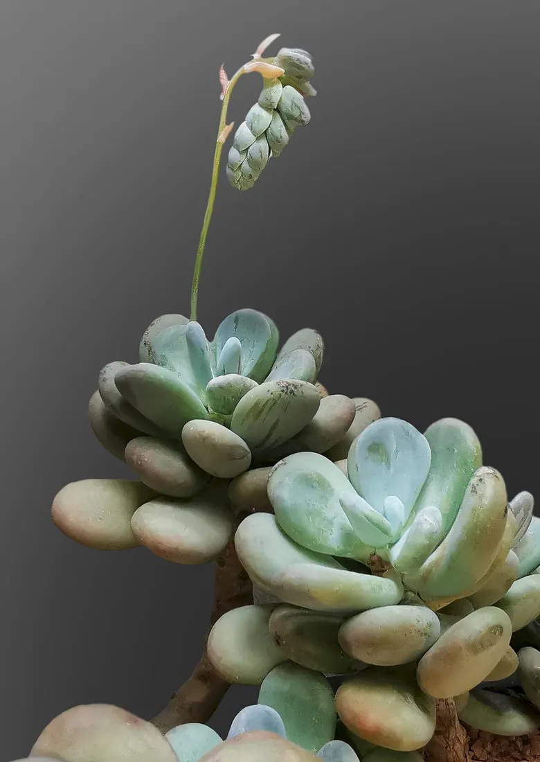 Pachyphytum oviferum (Piedras de la luna, azucarillos)