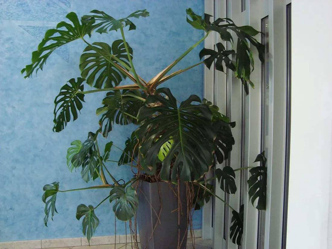 Monstera: guía completa de cuidados