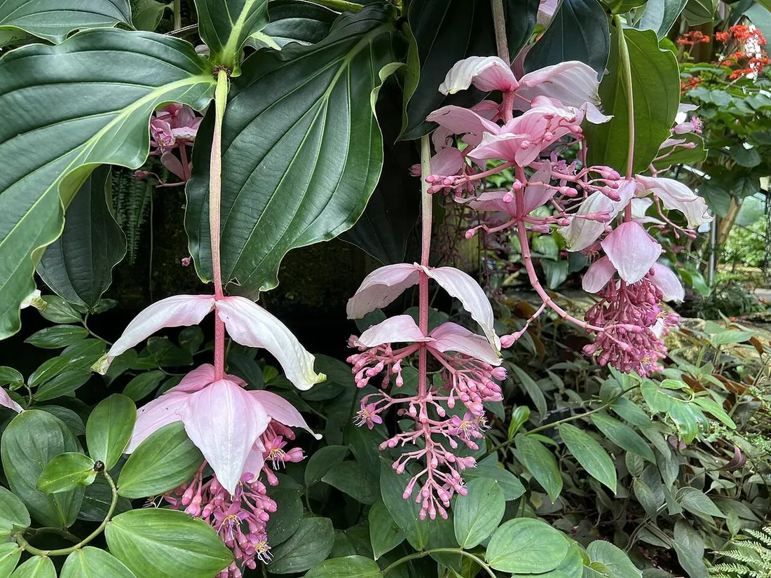 Rhaphidophora tetrasperma (Mini monstera, filodendro Ginny)