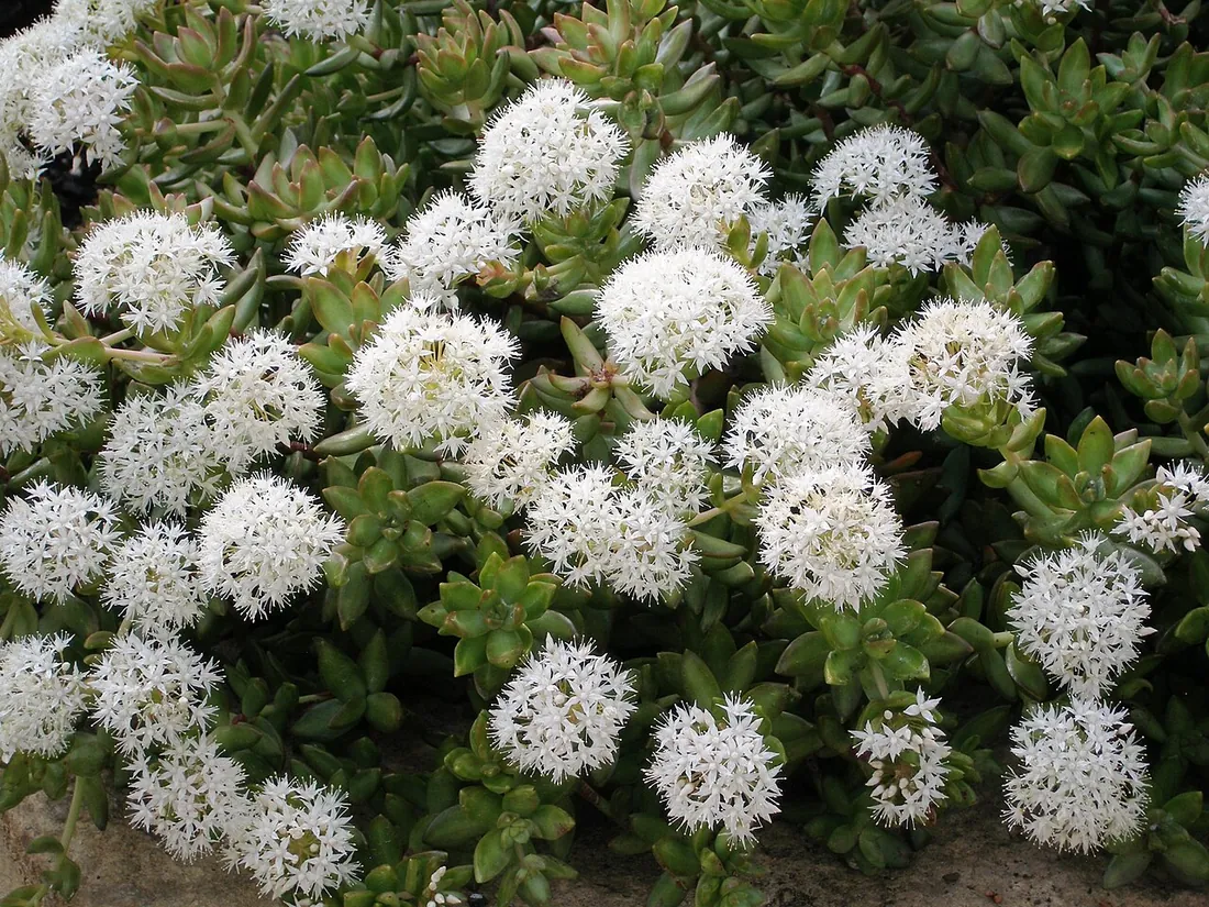Sedum adolphii (Oro de moras)