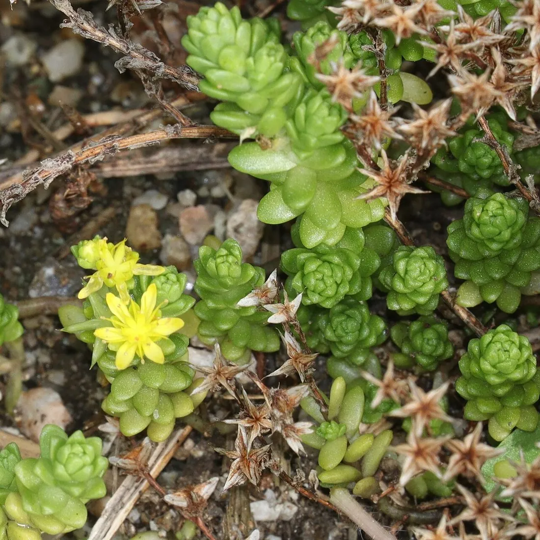 Sedum japonicum 'Tokyo Sun' (Sedum Tokyo Sun, musgo dorado)
