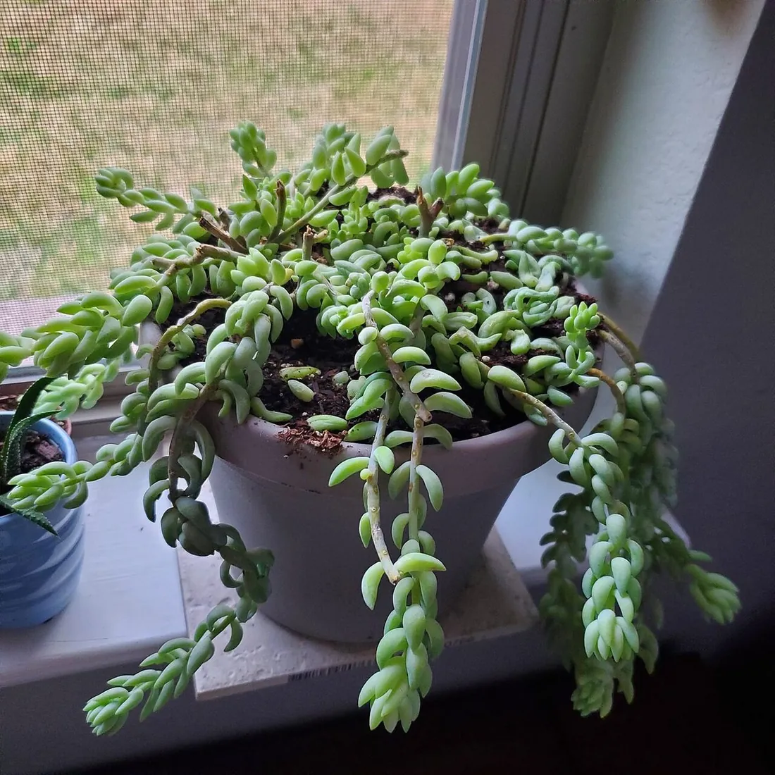 Sedum morganianum (Cola de burro, cola de borrego)