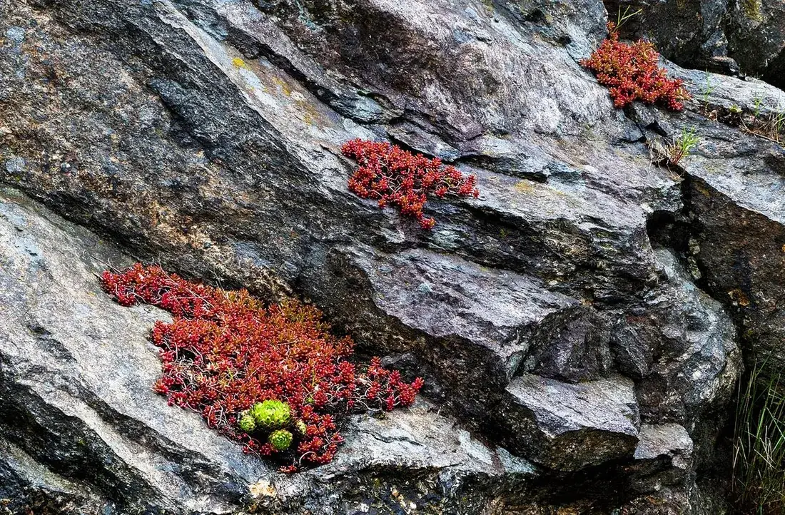 Sedum rubrotinctum (Jelly beans, dedos de niño, sedum rojizo)