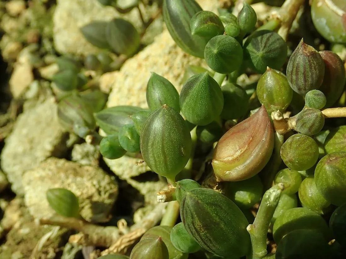 Curio herreanus (Senecio herreianus) (Collar de sandías, collar de uvas)