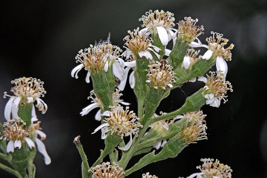 Curio × peregrinus (Senecio peregrinus) (Collar de delfines)