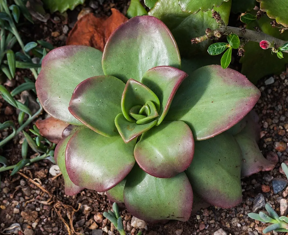 Curio radicans (Senecio radicans) (Collar de plátanos, collar de delfines)