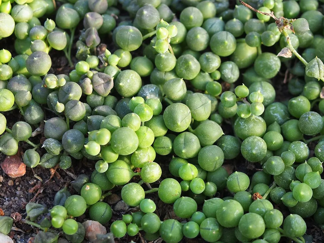 Curio rowleyanus (Senecio rowleyanus) (Collar de perlas, rosario)