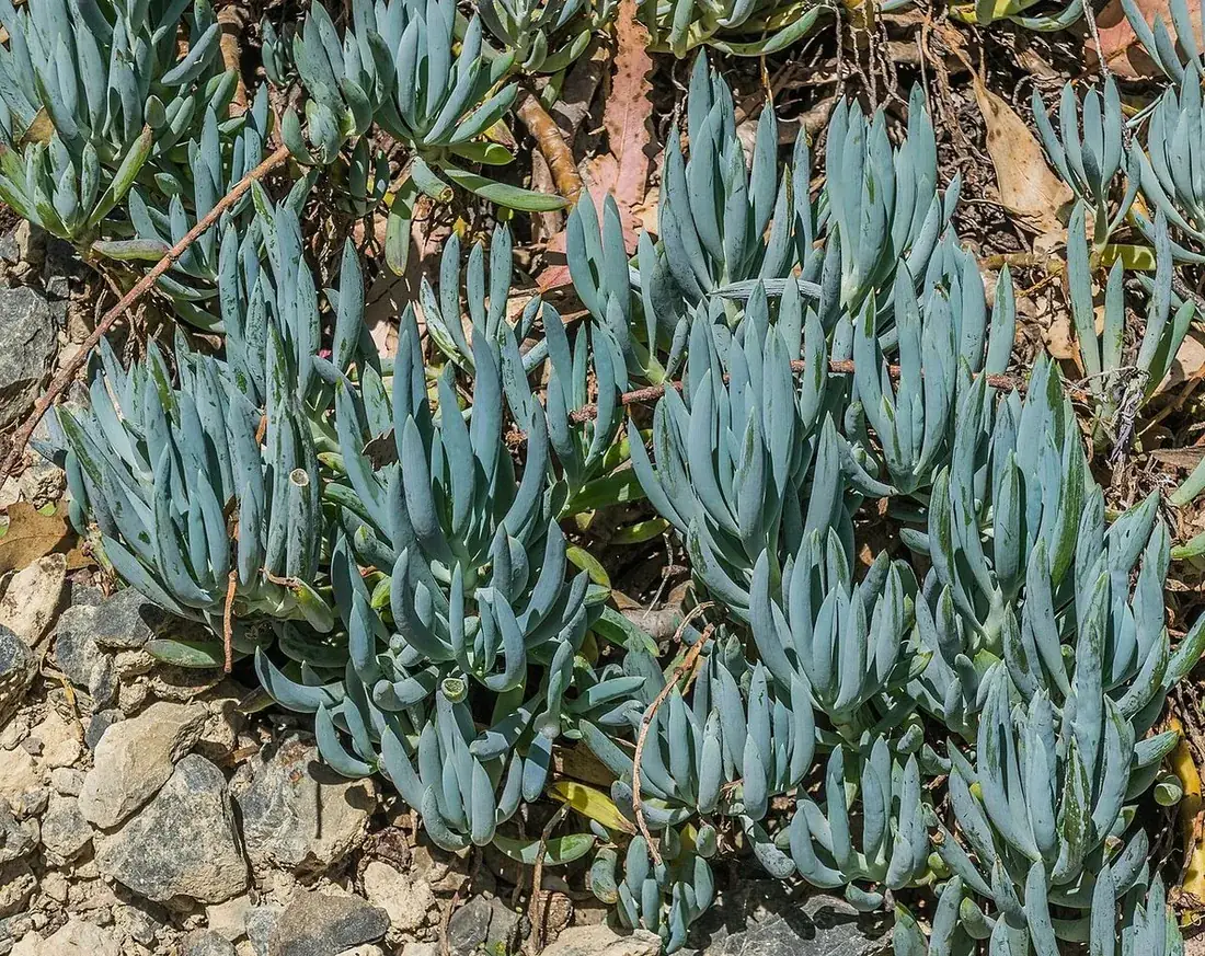 Curio repens 'serpens' (Senecio serpens) (Senecio azul, dedos azules)